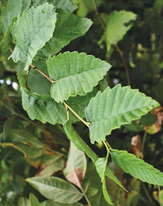 alnus rubra 1 graphic